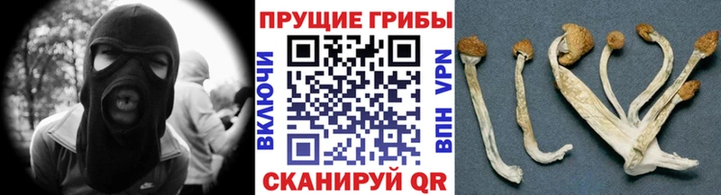 Псилоцибиновые грибы Psilocybine cubensis  нарко площадка клад  Куртамыш  где купить наркотик  KRAKEN вход 